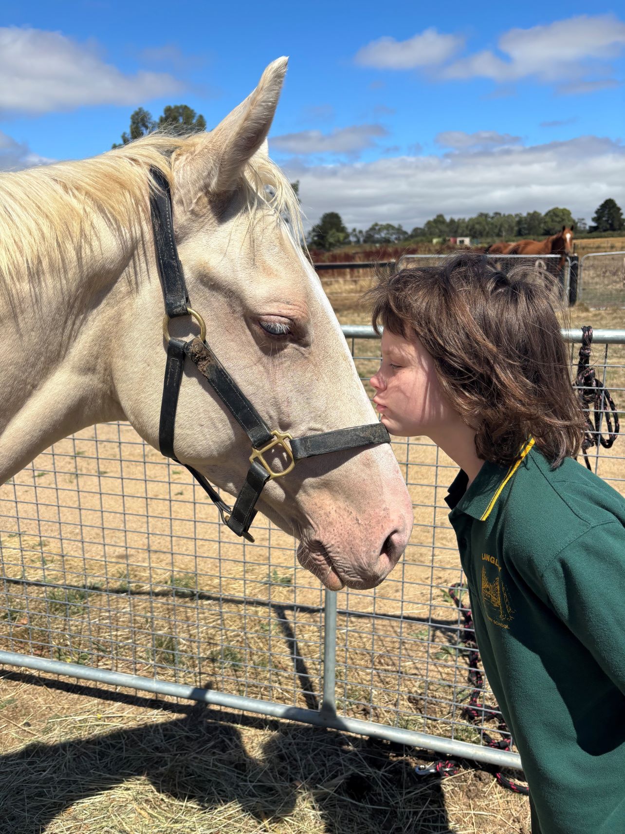 Australian Stock Horse foals for sale