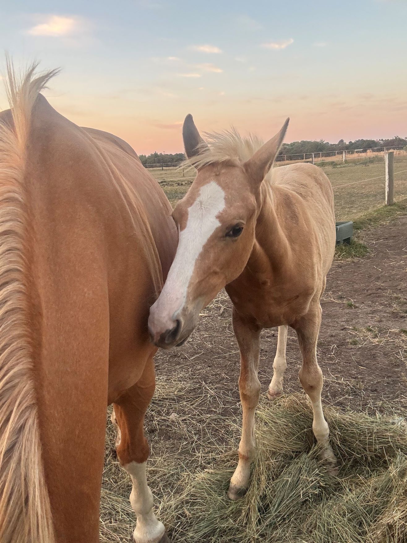 Australian Stock Horse foals for sale
