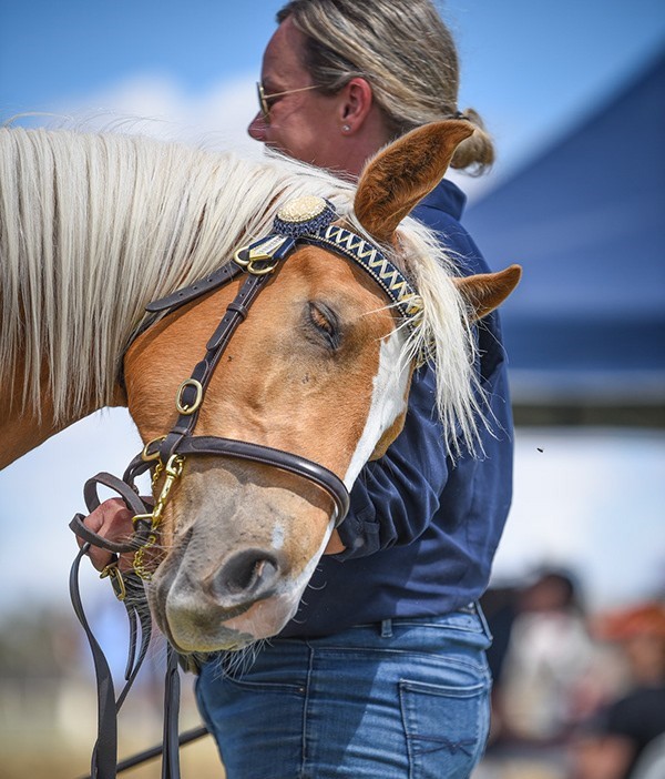 Australian Stock Horse foals for sale