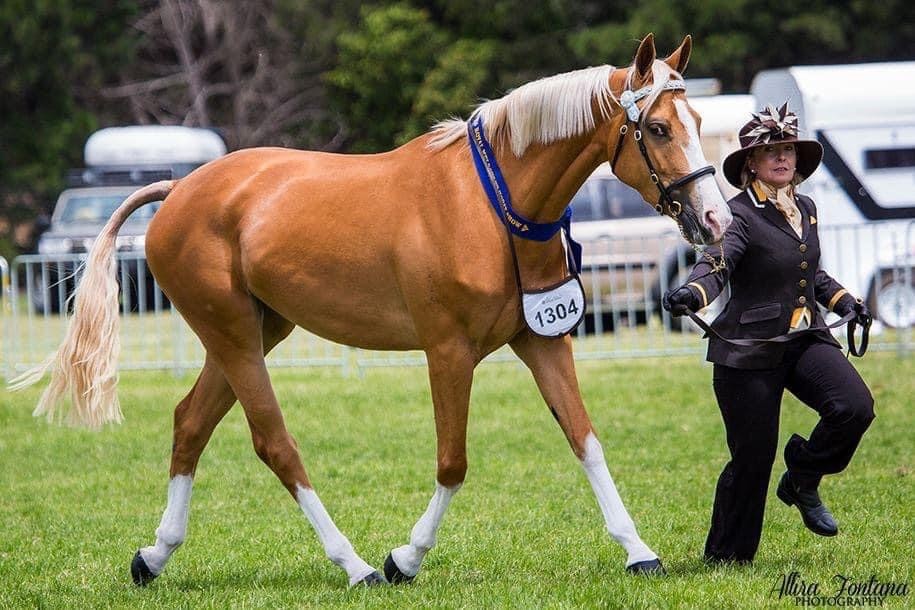 Australian Stock Horse foals for sale