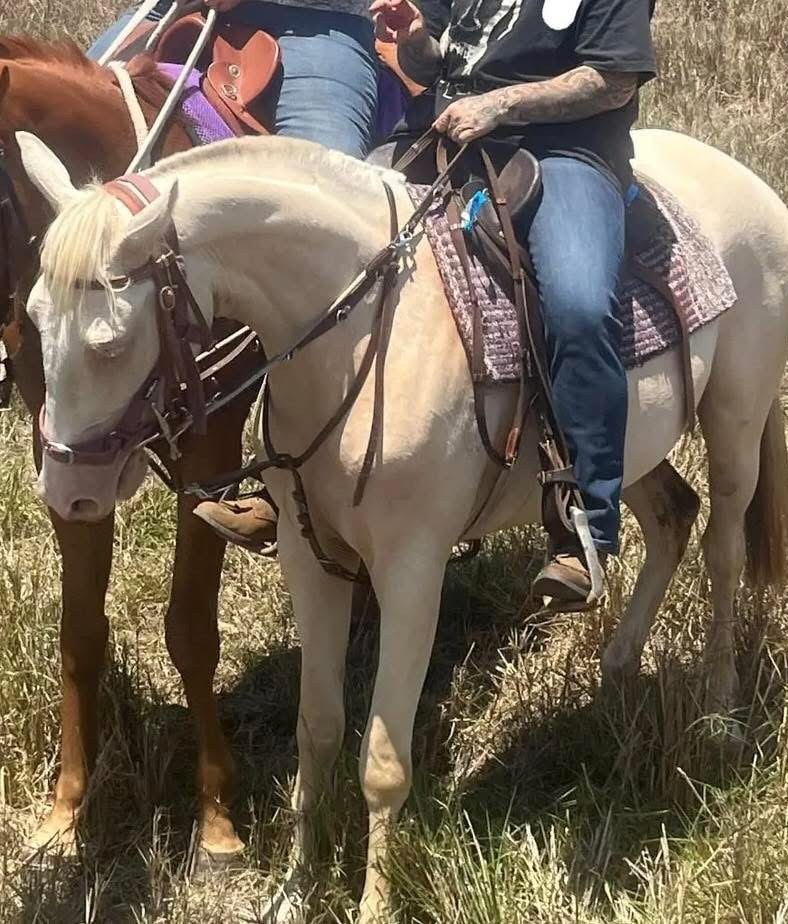 Australian Stock Horse foals for sale