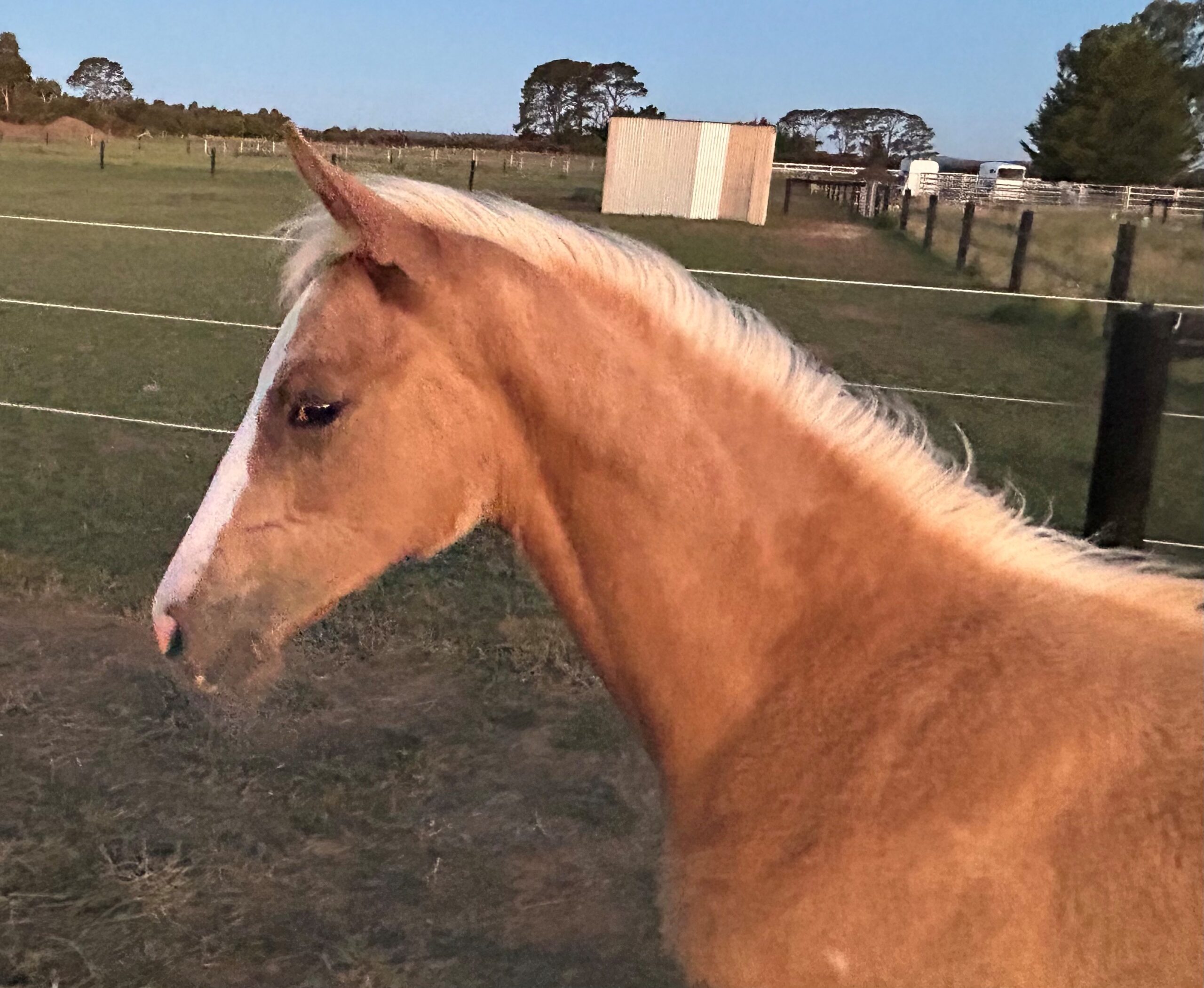 Australian Stock Horse foals for sale