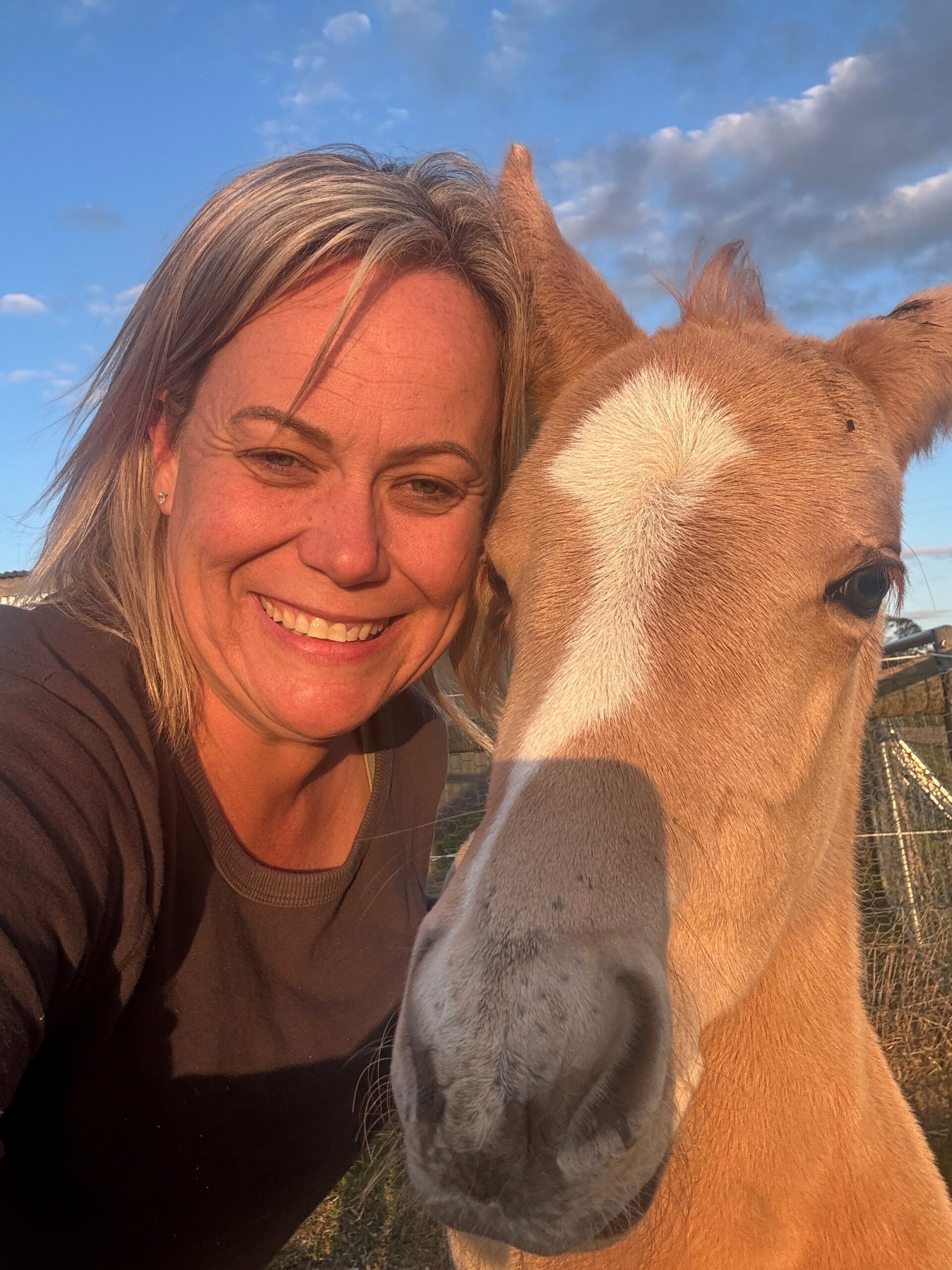 Australian Stock Horse foals for sale