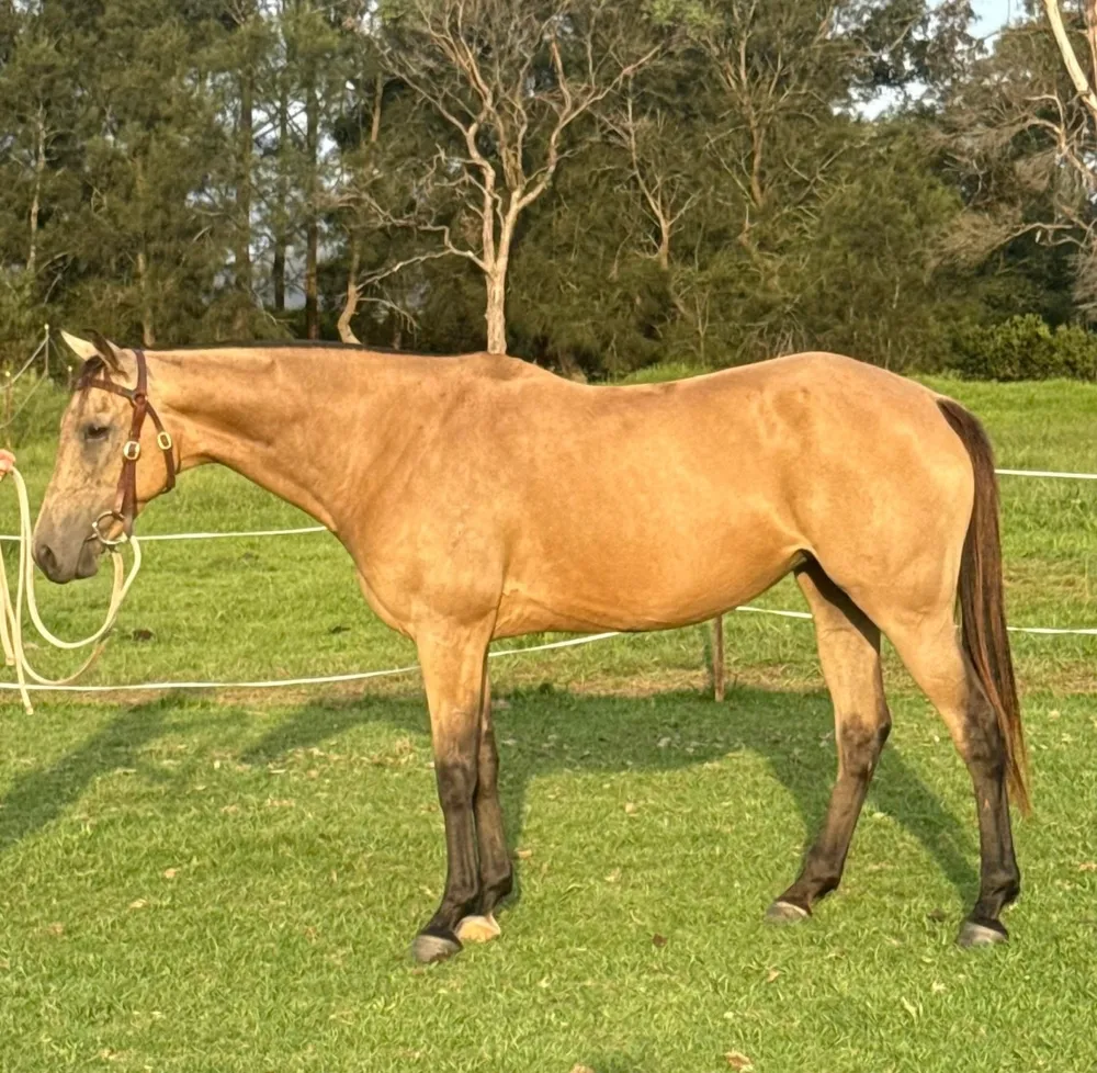 Australian Stock Horse foals for sale