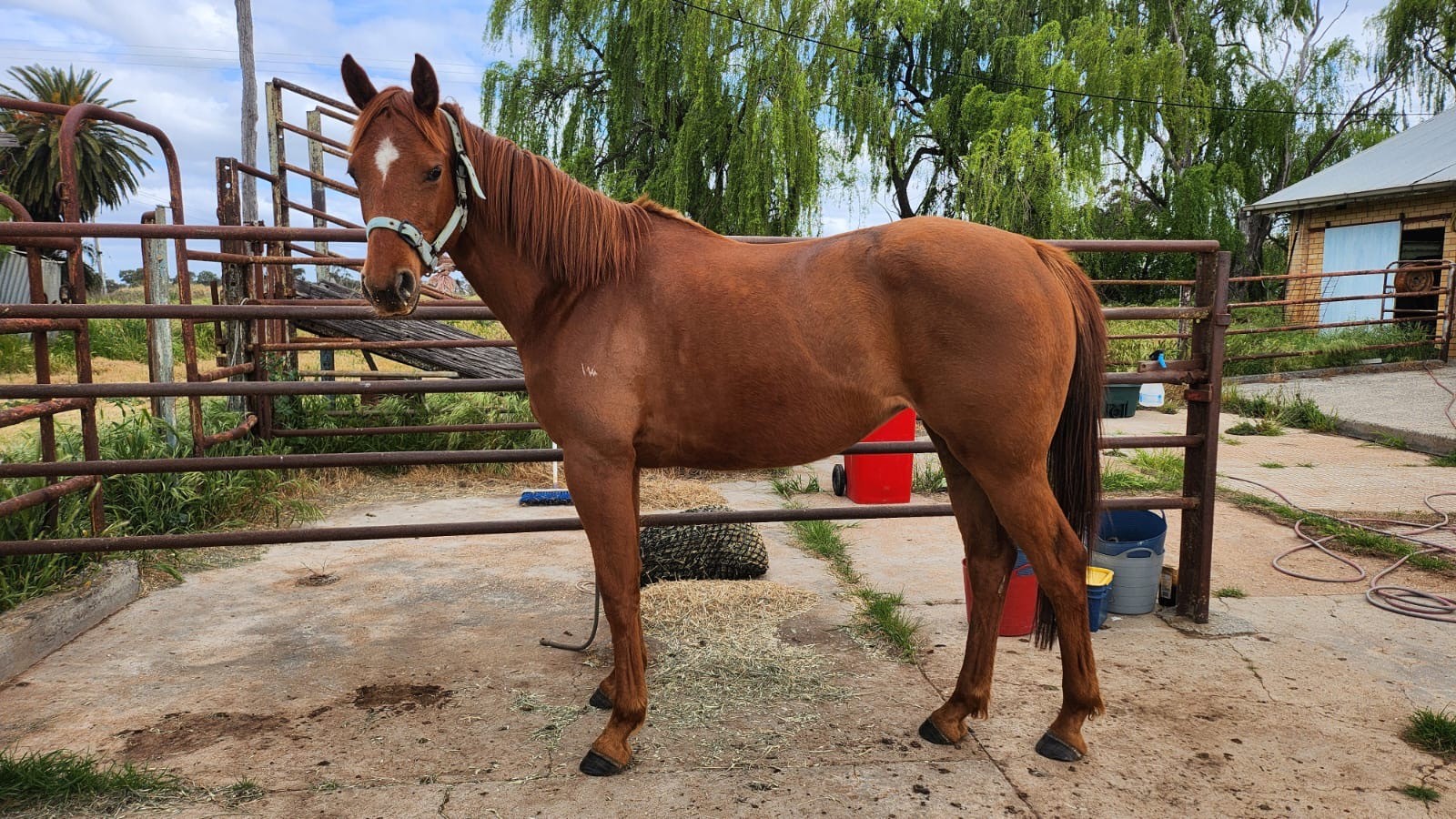 Australian Stock Horse foals for sale