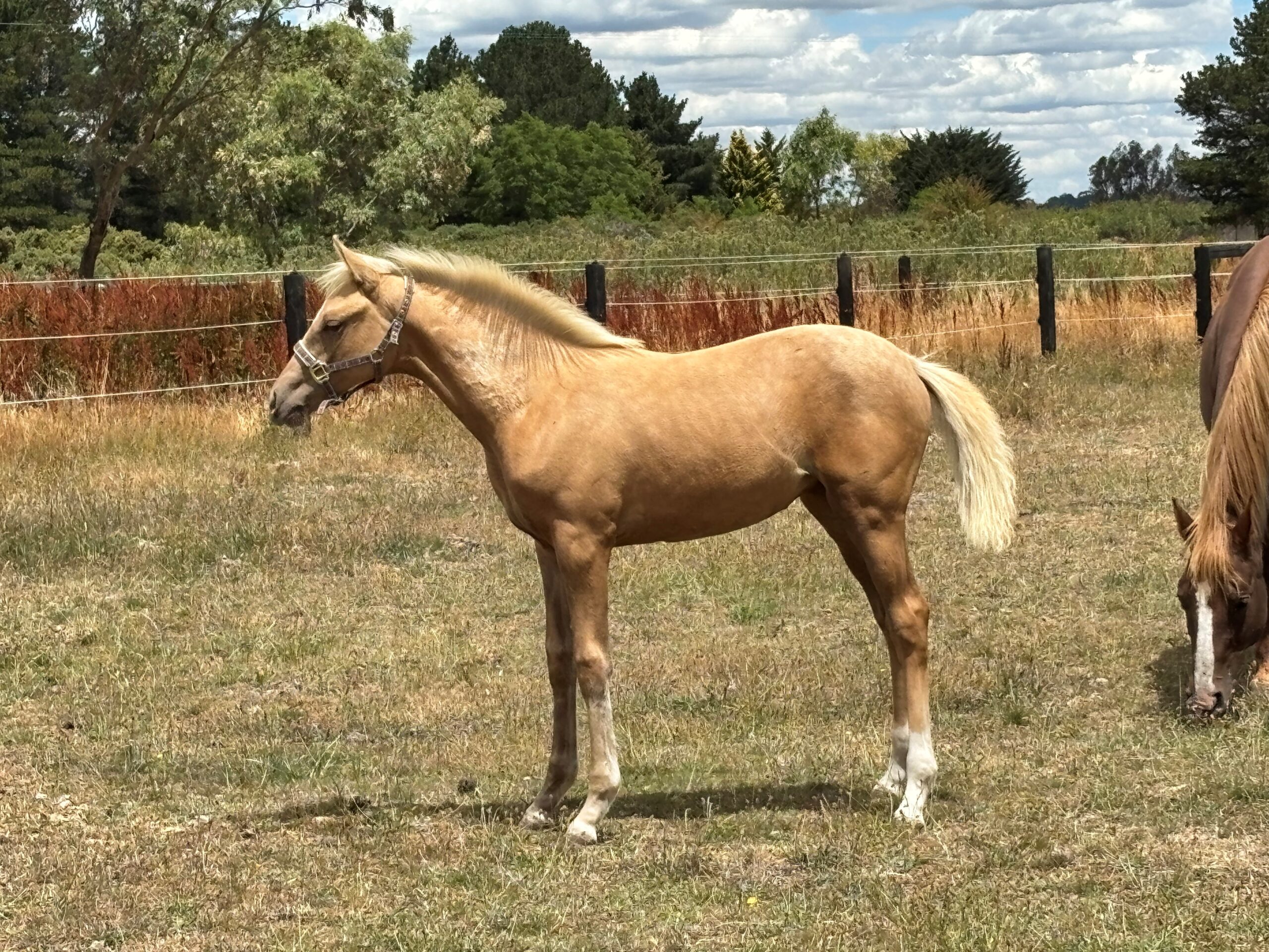 Australian Stock Horse foals for sale