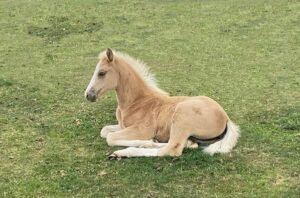 Australian Stock Horse foals for sale