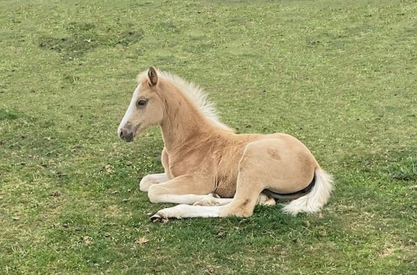 Australian Stock Horse foals for sale