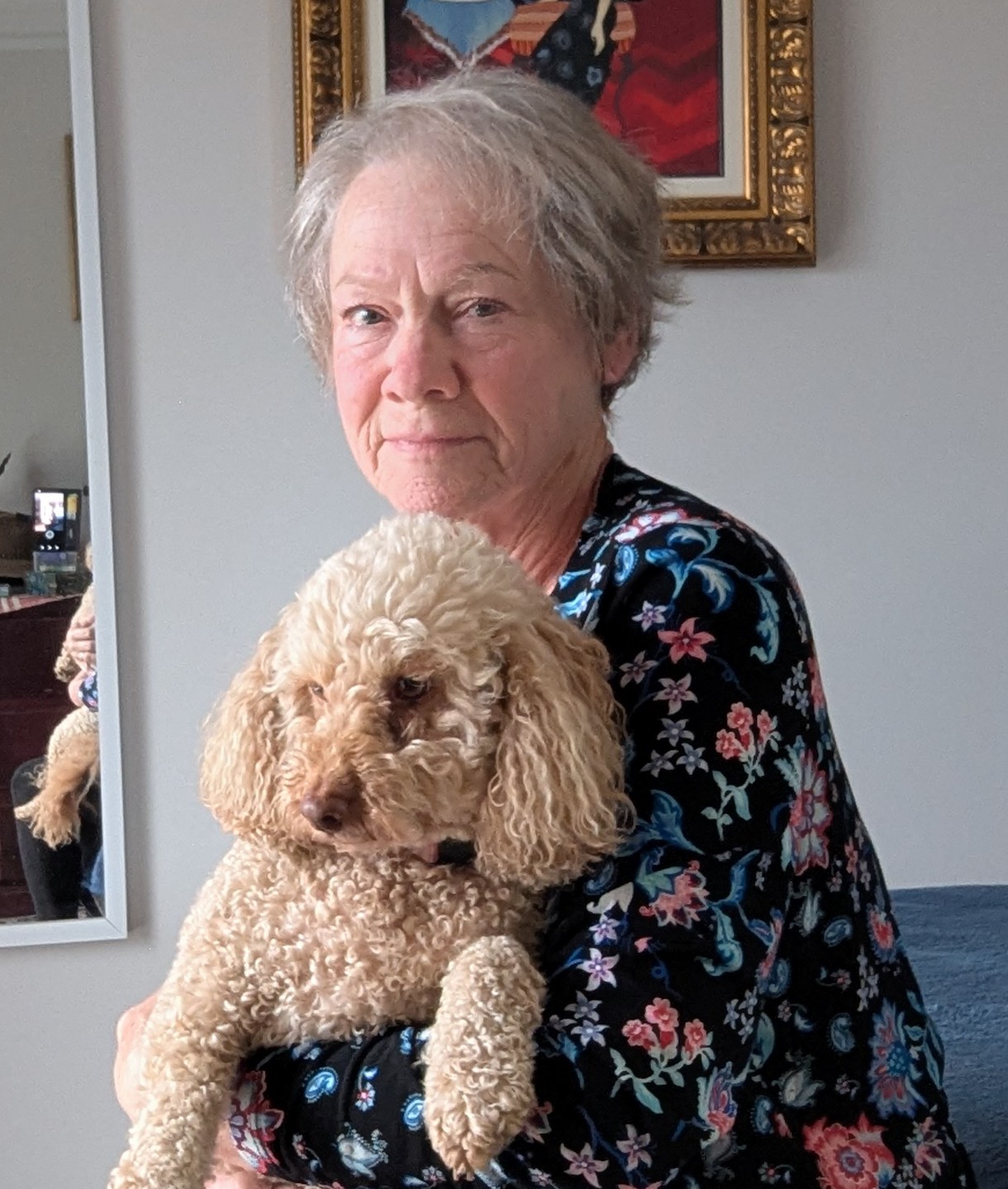 Australian Stock Horse foals for sale