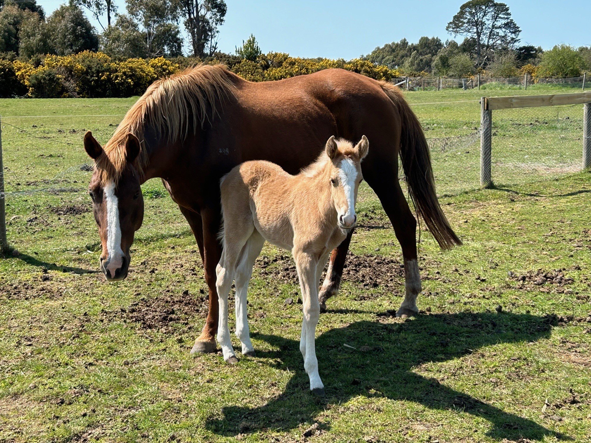 Australian Stock Horse foals for sale