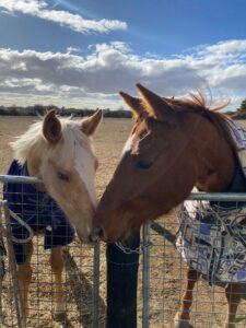 Australian Stock Horse foals for sale