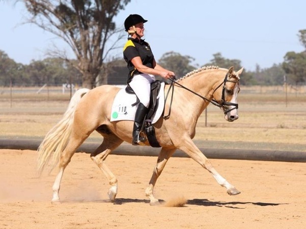 Australian Stock Horse foals for sale