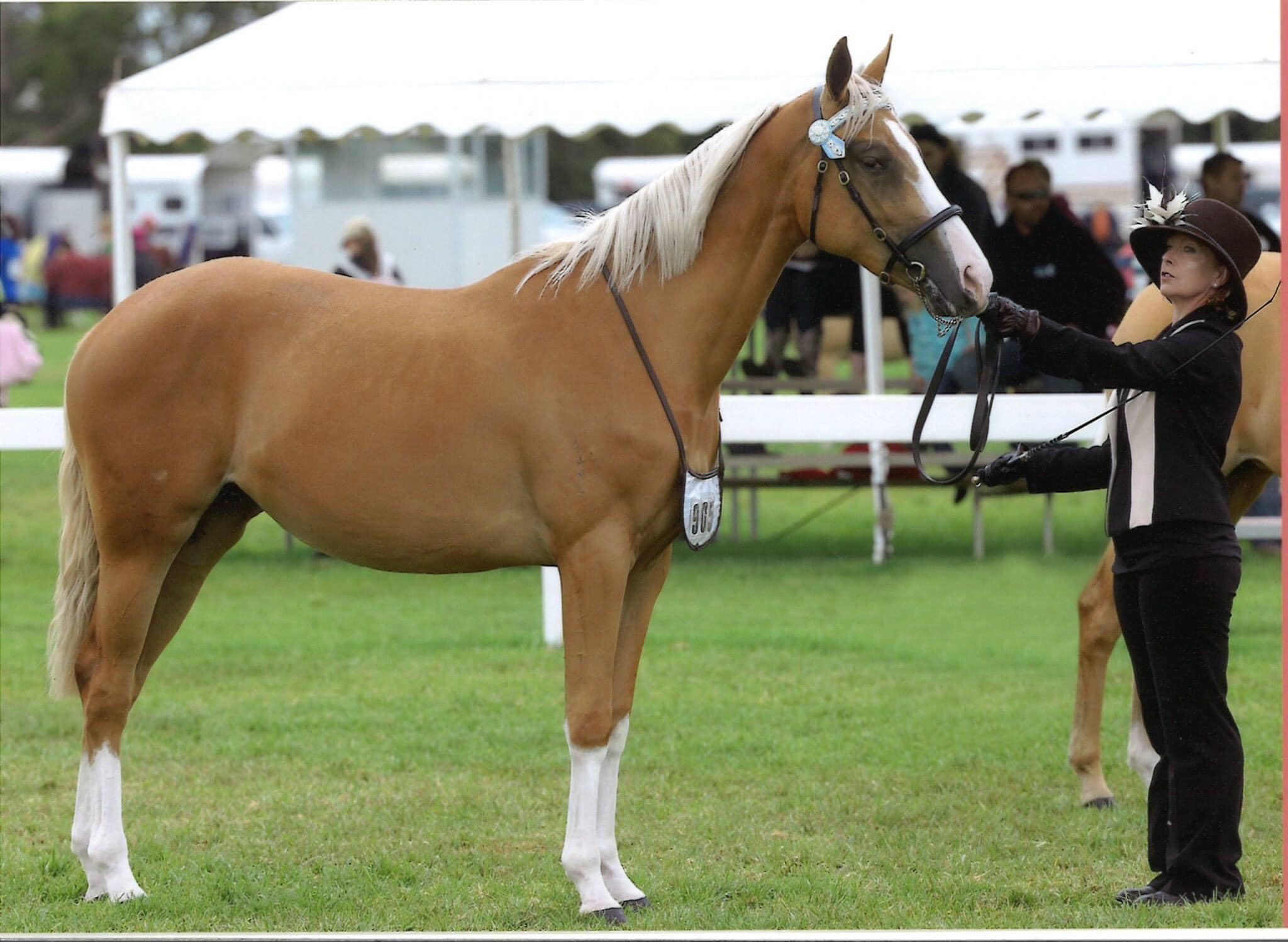 Australian Stock Horse foals for sale
